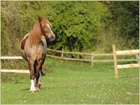 Equestrian Supplies - Reeves Timber Merchant Wem