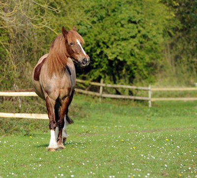 Equestrian Supplies - G.S & P.A Reeves Wem