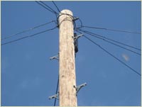 Telegraph Poles - Reeves Timber Merchant Wem